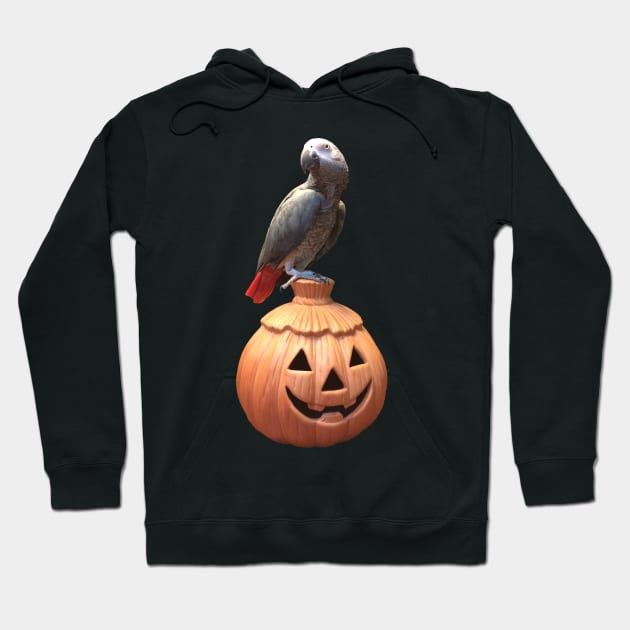 Jack-o-lantern Halloween African Grey Parrot Hoodie by Einstein Parrot